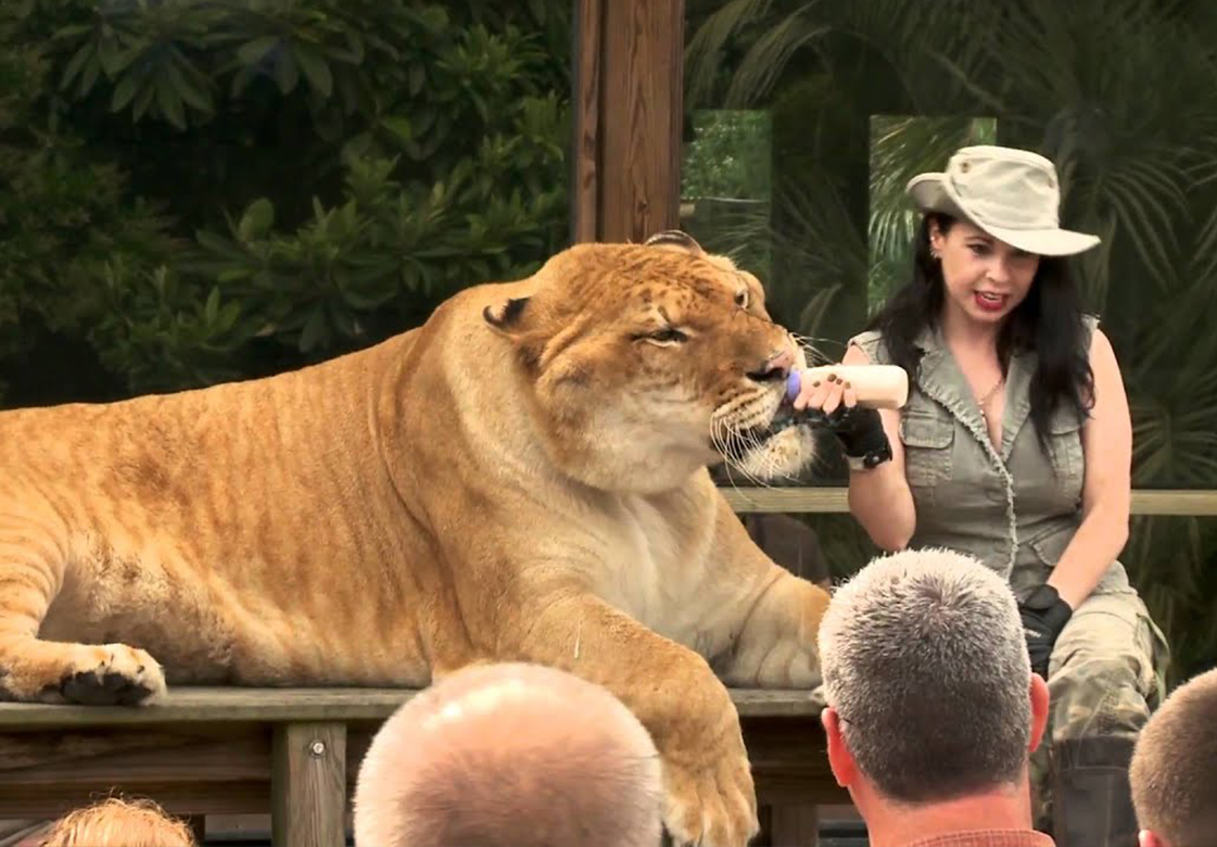 trainer feed female lion a bottle