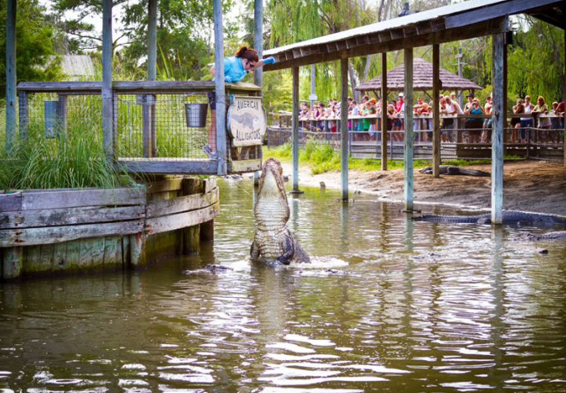zoo-keeper feeding alligator