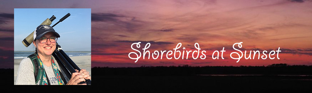 shorebirds at sunset
