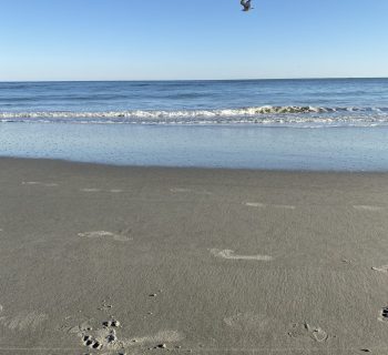 myrtle beach