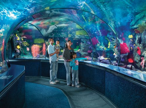 family looking at fish in aquarium