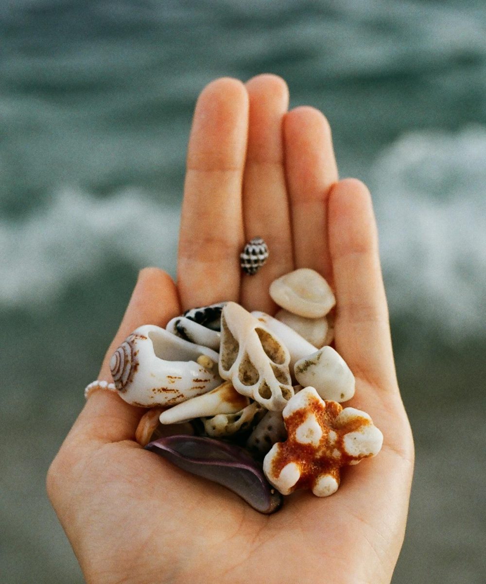shells