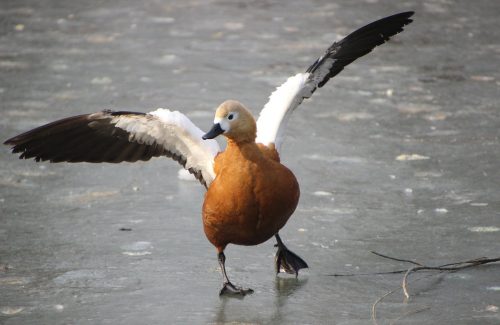 ruddy-shelduck ruddy-shelduck